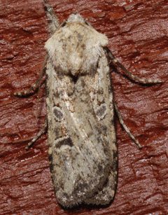 Euxoa ochrogaster 02 by CBG Photography Group, Centre for Biodiversity Genomics. Used under a CC0 license.