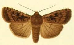 Euxoa rossica by Unknown. (Editor: Adalbert Seitz). Used under a Public domain license.