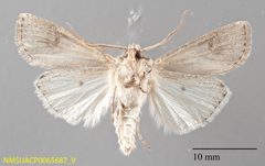 Euxoa olivia ventral by NMSU. Used under a CC0 license.