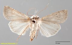 Euxoa pimensis ventral by NMSU. Used under a CC0 license.