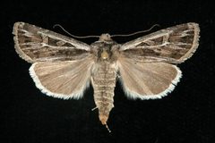 Euxoa quadridentata 01 by CBG Photography Group, Centre for Biodiversity Genomics. Used under a CC0 license.