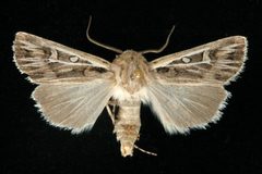 Euxoa quadridentata 02 by CBG Photography Group, Centre for Biodiversity Genomics. Used under a CC0 license.