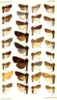 CATALOGUE-BM-PLATE LXXIV by Sir GEORGE F. HAMPSON, Bart.. Used under a Public domain license.
