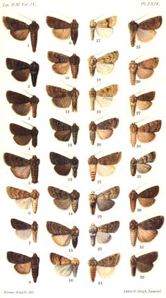 CATALOGUE-BM-LXIV by Sir GEORGE F. HAMPSON, Bart.. Used under a Public domain license.