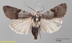 Euxoa sculptilis dorsal by NMSU. Used under a CC0 license.