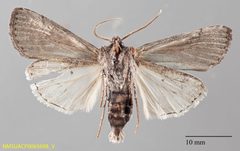 Euxoa sculptilis ventral by NMSU. Used under a CC0 license.