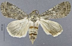 DPG1HEXA0004897-Euxoa-septentrionalis 1558034472 lg by Gary D. Alpert, Dugway Proving Ground Natural History Collection. Used under a CC0 license.
