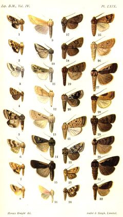 CATALOGUE-BM-PLATE LXIX by Sir GEORGE F. HAMPSON, Bart.. Used under a Public domain license.