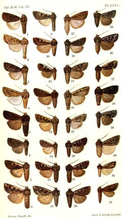 CATALOGUE-BM-LXVI by Sir GEORGE F. HAMPSON, Bart.. Used under a Public domain license.