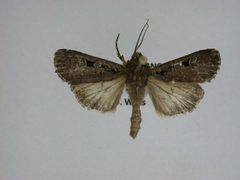 Euxoa tessellata by J.Gill, Canadian National Collection of Insects, Arachnids and Nematodes. Used under a CC BY-SA 3.0 license.