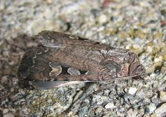 Euxoa tessellata 1 by Jacy Lucier. Used under a CC BY-SA 4.0 license.