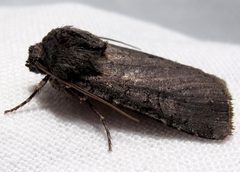 Euxoa velleripennis 1 by Jacy Lucier. Used under a CC BY-SA 4.0 license.