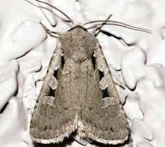 Euxoa tristicula by CBG Photography Group, Centre for Biodiversity Genomics. Used under a CC0 license.