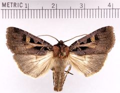 Feltia herilis by Doctorkilmer. Used under a Public domain license.