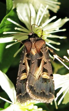 Feltia herilis 1 by Jacy Lucier. Used under a CC BY-SA 4.0 license.