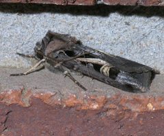 Feltia herilis P1330676a by 
xpda. Used under a CC BY-SA 4.0 license.
