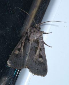 Feltia herilis P1540728a by 
xpda. Used under a CC BY-SA 4.0 license.