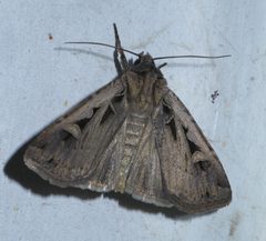 Feltia herilis P1550116a by 
xpda. Used under a CC BY-SA 4.0 license.