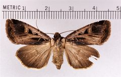 Feltia subgothica by Doctorkilmer. Used under a Public domain license.