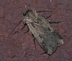 Feltia subterranea P1300148a by 
xpda. Used under a CC BY-SA 4.0 license.