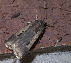 Feltia subterranea P1390629a by 
xpda. Used under a CC BY-SA 4.0 license.