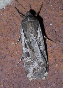 Feltia subterranea P1390883a by 
xpda. Used under a CC BY-SA 4.0 license.