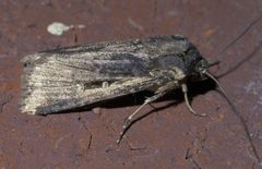 Feltia subterranea P1640034a by 
xpda. Used under a CC BY-SA 4.0 license.