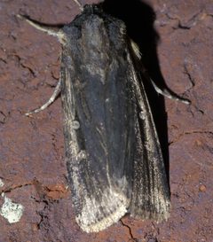 Feltia subterranea P1640035a by 
xpda. Used under a CC BY-SA 4.0 license.