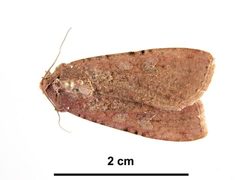 Peridroma saucia female1 by Peter Lillywhite, Museum Victoria. Used under a CC BY 3.0 au license.