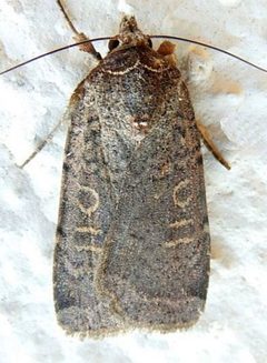 Abagrotis alampeta - inat 178789250 by {{{name}}}. Used under a CC BY 4.0 license.
