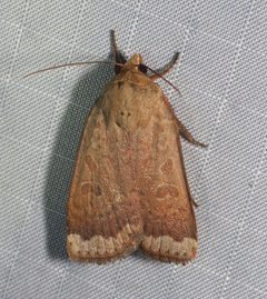 Abagrotis alternata 21955236 by pbedell. Used under a CC BY-SA 4.0 license.