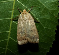 Abagrotis alternata 23979458 by christine123. Used under a CC BY 4.0 license.