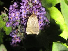 Abagrotis alternata 96963600 by Jake McCumber. Used under a CC BY-SA 4.0 license.