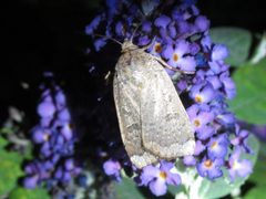Abagrotis alternata 96963615 by Jake McCumber. Used under a CC BY-SA 4.0 license.