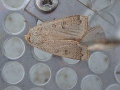 Abagrotis alternata 99183158 by Lynn Harper. Used under a CC0 license.