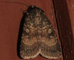 Abagrotis apposita 01 by CBG Photography Group, Centre for Biodiversity Genomics. Used under a CC0 license.
