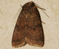 Abagrotis apposita 02 by CBG Photography Group, Centre for Biodiversity Genomics. Used under a CC0 license.