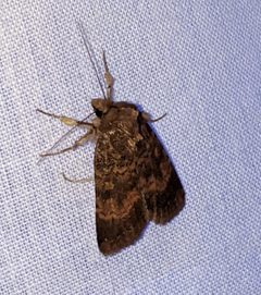 Abagrotis apposita 89214746 by Ben Keen. Used under a CC BY 4.0 license.