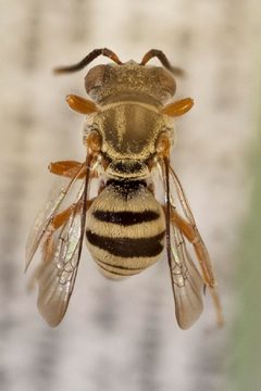 Epeolus novomexicanus 02 by Laurence Packer, York University. Used under a CC BY 3.0 license.