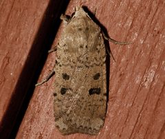 Abagrotis baueri 01 by CBG Photography Group, Centre for Biodiversity Genomics. Used under a CC0 license.