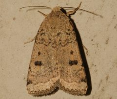 Abagrotis baueri 02 by CBG Photography Group, Centre for Biodiversity Genomics. Used under a CC0 license.