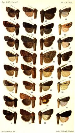 CATALOGUE-BM-PLATE LXXVII by Sir GEORGE F. HAMPSON, Bart.. Used under a Public domain license.