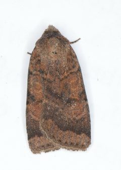 Abagrotis brunneipennis - inat 310721815 by {{{name}}}. Used under a CC0 license.