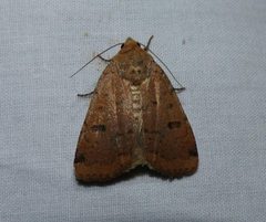 Abagrotis cupida 23821667 by christine123. Used under a CC BY 4.0 license.