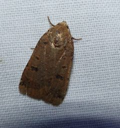 Abagrotis cupida 55341613 by christine123. Used under a CC BY 4.0 license.