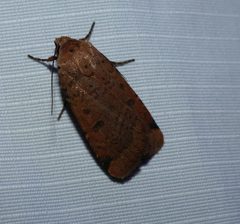 Abagrotis cupida 56731000 by christine123. Used under a CC BY 4.0 license.
