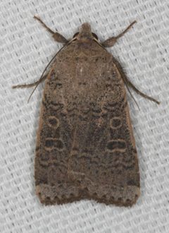 Abagrotis denticulata - inat 2149294 by {{{name}}}. Used under a CC0 license.