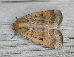 Abagrotis discoidalis - inat 19456400 by {{{name}}}. Used under a CC0 license.