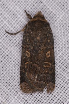 Abagrotis duanca - inat 301796138 by {{{name}}}. Used under a CC BY 4.0 license.