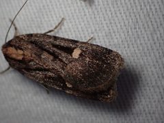 Abagrotis glenni 107557352 by Ellyne Geurts. Used under a CC0 license.